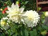 Dahlia